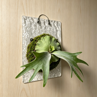 Jardinière murale flottante en plastique pour fougère cornée et orchidée, diamètre 20 cm, avec couvercle pour repiquage facile
