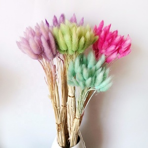 Bouquets de fleurs séchées herbes, 50 pièces, plantes en queue de lapin, lagure ovale, prix d'usine - Product Image 4
