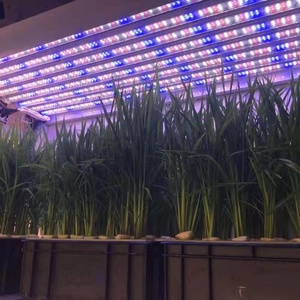 Haute qualité T8 Tube à spectre complet LED plantes artificielles poussent la barre de Tube de lumière 1.2m/4FT <span class=keywords><strong>lampe</strong></span> de croissance des plantes d'intérieur <span class=keywords><strong>pour</strong></span> <span class=keywords><strong>hydroponique</strong></span> - Product Image 3