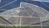 Serre agricole ventilée à toit en dents de scie pour la culture hydroponique tropicale de tomates au Maroc