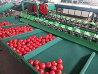 Automatische fruit sorteermachine voor kiwi, mango en drakenvrucht, inclusief weegfunctie.