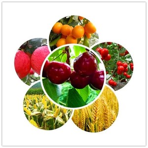 حار بيع سماد جذور الأعشاب البحرية الزراعة Biostimulant استخراج الأعشاب البحرية تقشر - Product Image 5