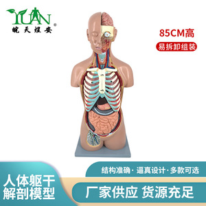 Modèles de torse humain et d'organes sur mesure pour l'enseignement, l'art médical et l'utilisation anatomique et médicale haut de gamme, avec éléments détachables - Product Image 5