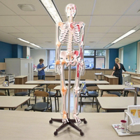 Modèle de squelette en PVC de 180 cm de haut avec muscles et ligaments pour l'enseignement des sciences médicales, durable, blanc
