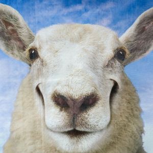 <span class=keywords><strong>Sac</strong></span> tissé en polypropylène laminé BOPP pour aliments pour animaux, prix usine, <span class=keywords><strong>15</strong></span>, 20, 25 <span class=keywords><strong>kg</strong></span> - Product Image 2