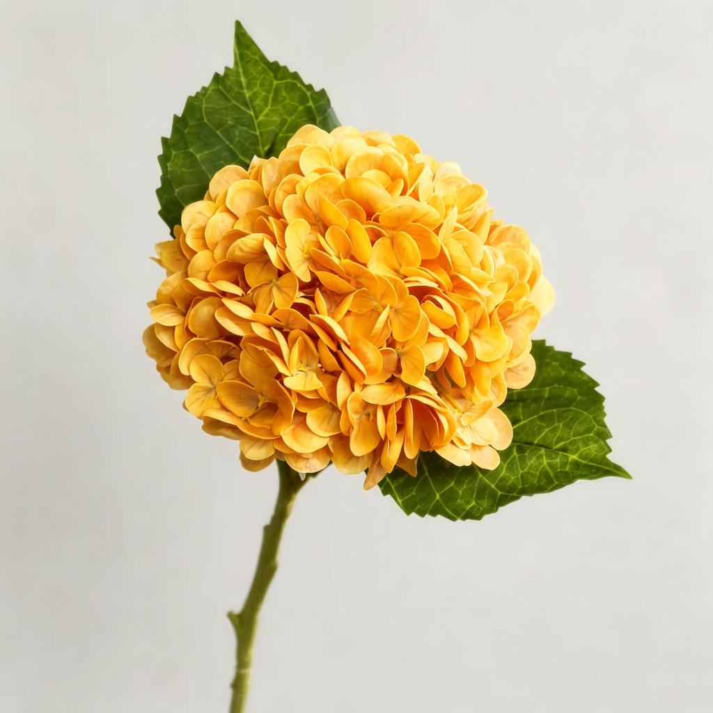 Arancione