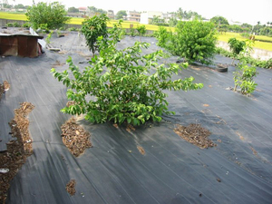 ฟิล์มพลาสติกคลุมดินสีดำสำหรับการเกษตร - Product Image 2