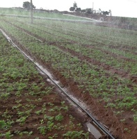 Vente en gros directe d'usine, tuyau d'arrosage micro-pulvérisateur PE à 5 trous, diamètre 28 mm, économie d'eau pour système d'irrigation des terres agricoles