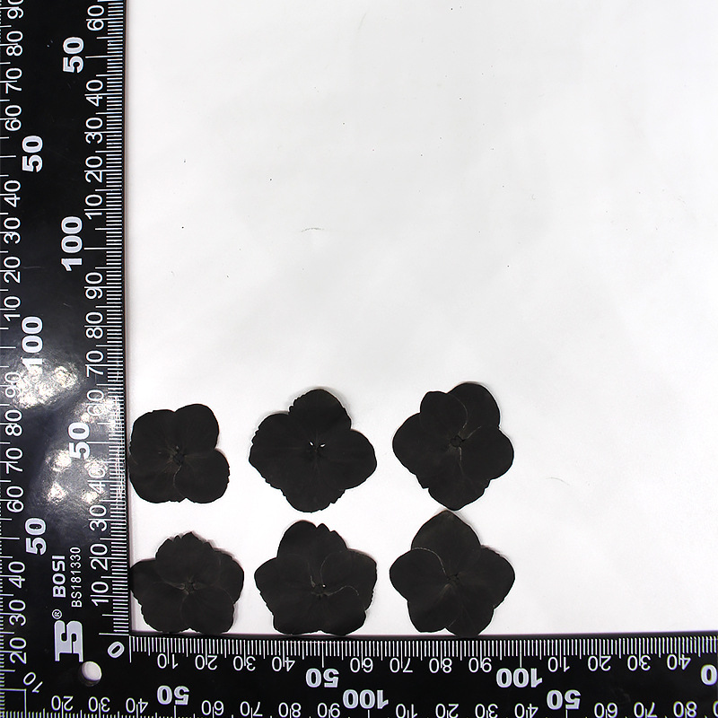 MH639-Black-Hydrangea