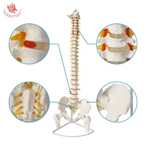 Modelo de Columna Vertebral Humana 1:1, Modelo de <span class=keywords><strong>Esqueleto</strong></span> Ortopédico Médico para Adultos, FRT014, Modelo de <span class=keywords><strong>Esqueleto</strong></span> de Columna <span class=keywords><strong>Cervical</strong></span> y Lumbar - Product Image 2