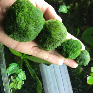 Ecologische <span class=keywords><strong>plastic</strong></span> mosballen aquariumdecoraties in zakjes voor vis, schelpdieren, waterdieren, aquariumplanten 120L - Product Image 3