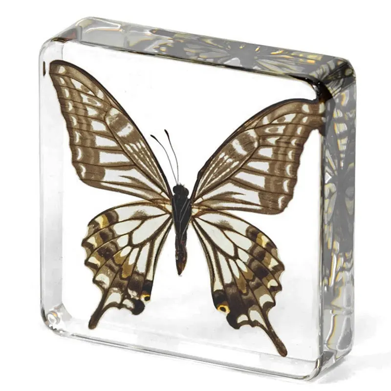 Eco clear resina epossidica naturale real inset animali cristallo di fascia alta piccola scultura decorativa per la casa accessori per la decorazione della scrivania