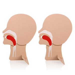 Modelo de Cabeza para Entrenamiento de RCP XFT-E0002, Sección de Vías Respiratorias, para Enseñanza de Primeros Auxilios y Simulación de Traquea - Product Image 2