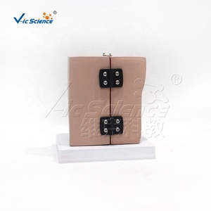 Modelo de anatomía mamaria femenina en reposo y lactancia, modelo de estructura de seno para enseñanza médica en ginecología y cirugía estética - Product Image 2