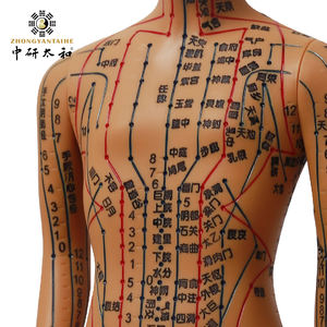 Modelo humano de punto de enseñanza de acupuntura - Product Image 1