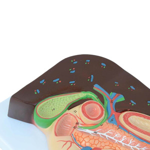 Modelo de enseñanza de anatomía del páncreas visceral, bazo, hígado, vesícula biliar en productos de ciencia médica plástica - Product Image 3