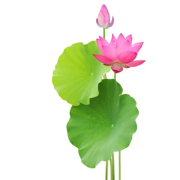 Taze Lotus çiçeği Vietnam-toptan için rekabetçi fiyat Viet Nam