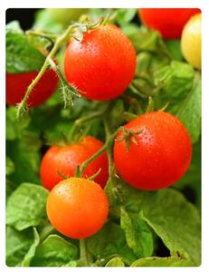 Venta directa de fábrica de fertilizante <span class=keywords><strong>Urea</strong></span> 46% con gránulos pequeños y grandes a bajo <span class=keywords><strong>precio</strong></span> <span class=keywords><strong>para</strong></span> trigo, arroz y maíz - Product Image 6