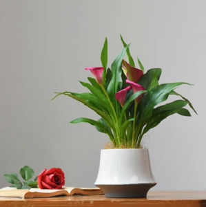 Maceta <span class=keywords><strong>de</strong></span> <span class=keywords><strong>barro</strong></span> <span class=keywords><strong>de</strong></span> magnesio Phalaenopsis Verde pequeña con diseño <span class=keywords><strong>de</strong></span> habitación modelo <span class=keywords><strong>de</strong></span> mesa interior Simple moderna - Product Image 1