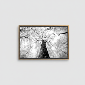 Forest Serenity Modern Art Deco Printed Panel <b>Canvas</b> Art for Hanging Wall Decor Clear <b>Framed</b> - Product Image 2
