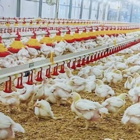 Équipement de ferme avicole bon marché Ensemble complet d'équipement pour poulets de chair avec système de contrôle de l'environnement pour poulailler