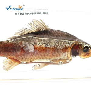 Instruments pédagogiques pour la mise en œuvre du programme scolaire : spécimens de dissection de poissons encastrés dans une résine organique; Nouvelle technique d'encastrage dans une résine organique. - Product Image 4