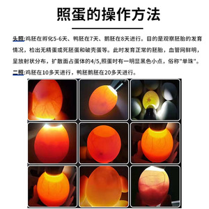 ไฟฉายตรวจสอบไข่แบบ LED แสงเย็น ความแม่นยำสูง อะไหล่ตู้ฟักไข่ไก่ - Product Image 5