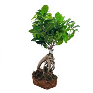 <span class=keywords><strong>Ginseng</strong></span> <span class=keywords><strong>Ficus</strong></span>, Banyan à feuilles petites, evergreen toute l'année, résistant au froid, adorant l'humidité ; Canopée en forme de tronc de bonsaï ; Intérieur - Product Image 1