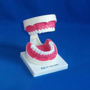Enseñanza de dentistas demostración modelo de dientes de cuidado dental de plástico para suministro educativo - Product Image 1