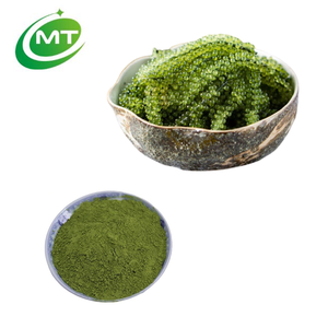 Poudre de raisins de mer No Amell No Salty Umibudo Seaweed Extract Caulerpa Lentillifera Powder Latok Powder - Product Image 1
