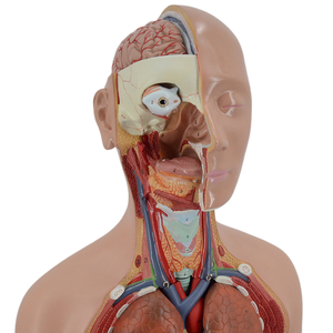 Grand torse sexuel double de 85cm, 27 parties du corps <span class=keywords><strong>humain</strong></span> naturel, modèle anatomique en PVC pour l'enseignement médical, coffre de luxe à <span class=keywords><strong>dos</strong></span> ouvert - Product Image 5