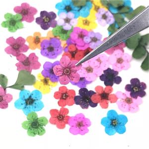 Y-E016 all'ingrosso reale secco pressato fiore 15 colori chiodi Daffodils fiori pressati per la resina gioielli collana decorazione del chiodo - Product Image 4