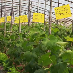 Lastre in PP giallo ad alta efficienza, materiali per trappole adesive per insetti, acchiappamosche da frutta, trappole per insetti appiccicose - Product Image 5