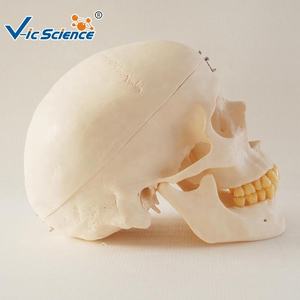 โมเดลกะโหลกศีรษะมนุษย์3ส่วนสำหรับการสอนทางการแพทย์แบบจำลองกะโหลกศีรษะพีวีซีพร้อมกระดูกขากรรไกรล่างแบบถอดได้ - Product Image 4