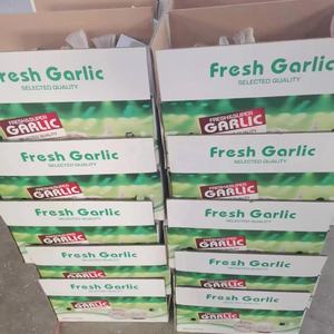 Exportador de ajo fresco / Vegetales de ajo fresco / Ajo / Ajo fresco al por mayor / Ajo fresco pelado en China - Product Image 1