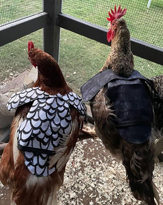 Factory Chicken Saddle Reusable Chicken Apron Feather Protector Jacket Hen Saddle Vest with Adjustable Strap Hen Mating Saddle - Product Image 5