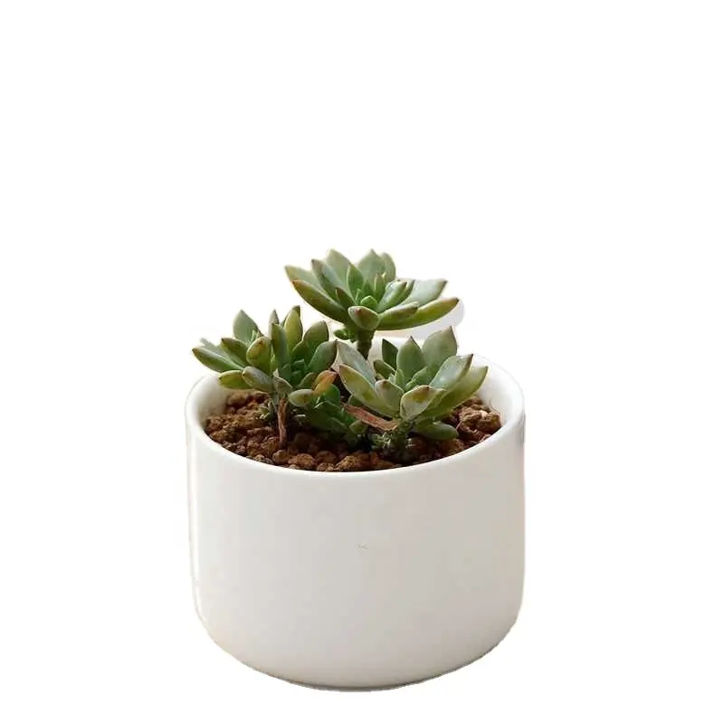 Succulent Old Pile Potted Plant Ceramic Simple White Succulent Creative Cylindrical Small Flower Pot