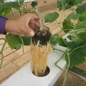 自动化农产品垂直室外水培草生长系统草莓水培系统