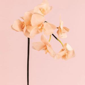 O-X740 Orquídea Phalaenopsis de Color Nude al por Mayor, Tacto Real, Flores para el Hogar y Bodas, Orquídea Phalaenopsis Blanca Artificial de Tacto Real - Product Image 2