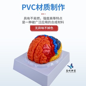 Modèle de simulation du cerveau humain à l'échelle 1:1, modèle de cerveau à zonage fonctionnel, modèle de cerveau à zonage cortical, avec codage couleur - Product Image 3