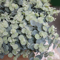 Meilleures ventes : Faux arbres vertes, 16 têtes, buisson d'eucalyptus en soie, herbe verte poussiéreuse 'Silver Coin', 47 cm, écologique, Noël, Pâques