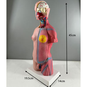 Modelo de Anatomía Humana con Órganos Desmontables, Sistema Truncal de 45 cm, 23 Componentes, Material de PVC, Educación en Ciencias Médicas, MAXCARE MAC-YJ95 - Product Image 2