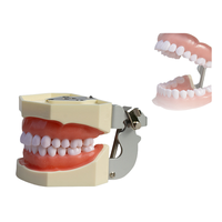 Herramienta de examen y práctica de Prostodoncia estándar de resina, modelo dental desmontable de enseñanza oral de 28 dientes