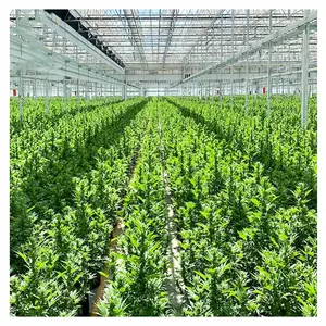 Vegetable Cabin Tunnel Agricultural Frame Steel Pipe Tube Greenhouses for Sale