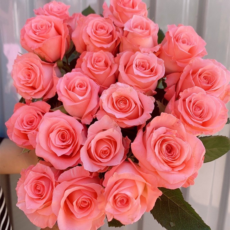 C-d grade selected diana 20 stems