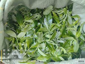 הסיטונאי pu''nan pu''e'U'nan pu'e'er yunnan pu''e'U'nan pu'e'U'nan pu''e'U'nan pu''U'nan pu''''nan pu'''e'U'nan pu''e'nan pu'''e'nan pu''e'er yunnan pu'an pu'e'er yunnan pu'nan pu'an pu'e'an pu'an pu'an pu'w unnan pu' - Product Image 5