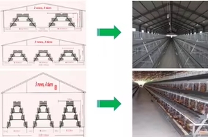 <span class=keywords><strong>Jaula</strong></span> para Gallinas de 96/128 Aves, Tipo A, 3/4 Niveles, Cría de Aves de Corral, Jaulas Automáticas para Gallinas Ponedoras - Product Image 3