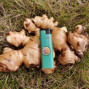 Novo Gengibre Seco Fresco por Atacado de Fornecedores do Mercado Chinês de Raízes de Gengibre Fresco - Product Image 1