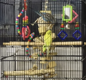 Natural Rattan Ball Bird Cage <strong>Toy</strong> Bamboo Block Wooden Large <strong>Parrot</strong> Macaw African <strong>Grey</strong> Budgie Cock <strong>Parrot</strong> <strong>Toy</strong> - Product Image 5
