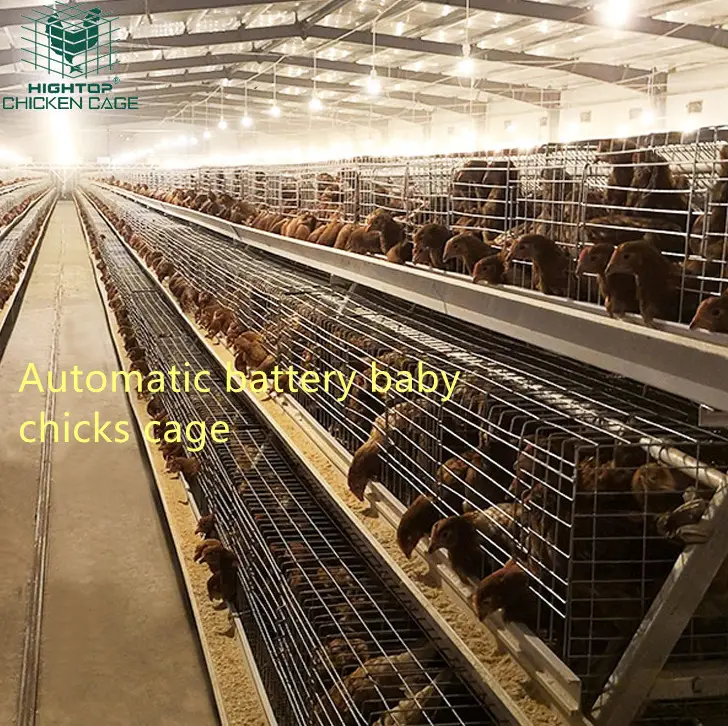 Автоматическая клетка для цыплят Hightop типа A, клетка для цыплят, клетка для цыплят в день, клетка для цыплят на батарейках